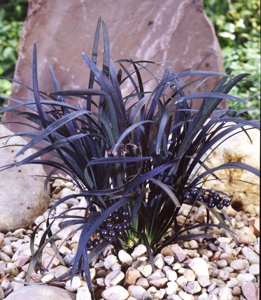 Ophiopogon planiscapus 'Niger'